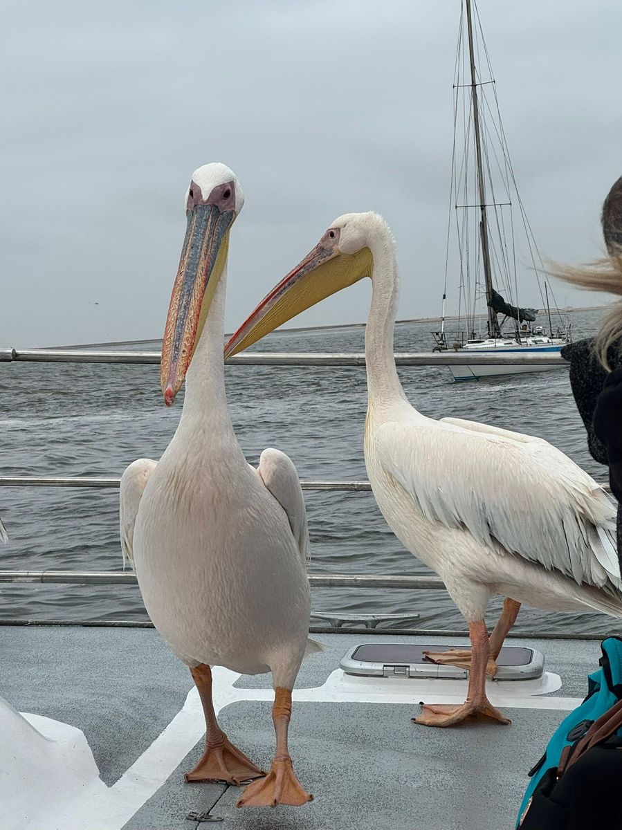 Pelicans on Boat Trip