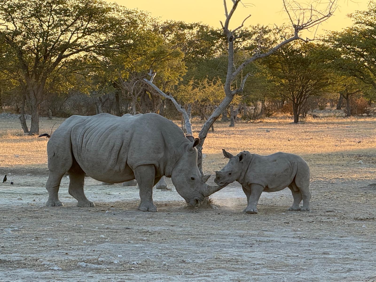 Rhino Mother and Baby